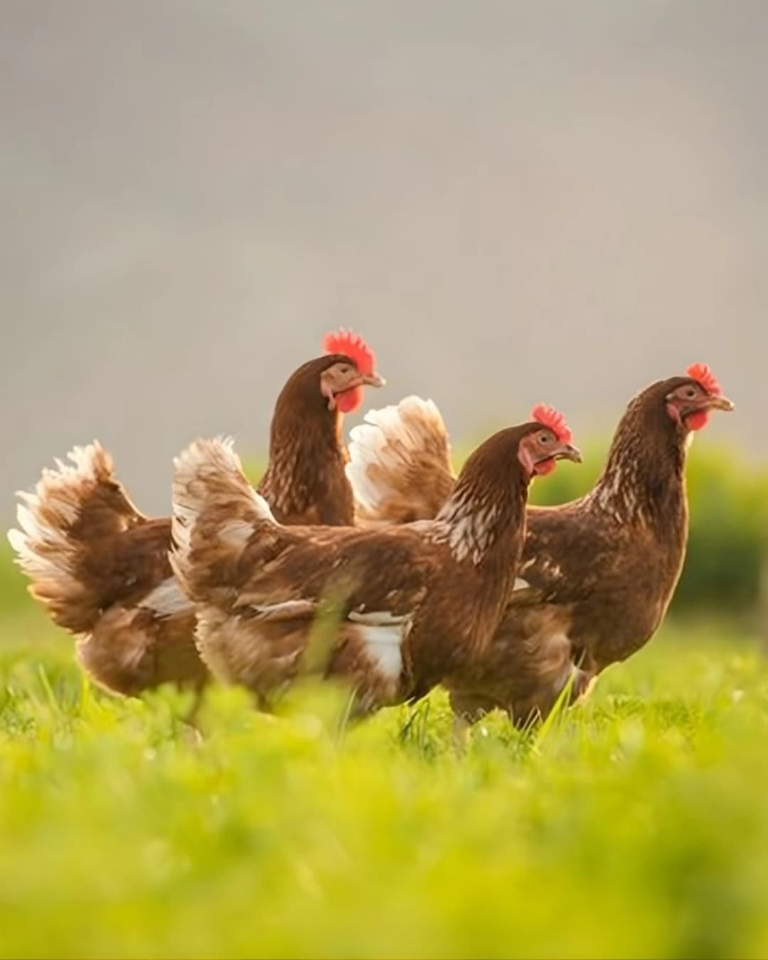 LahoreBay animal health — poultry and livestock veterinary products